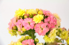 最香的花排名第一名曼珠沙华，什么花香味浓还四季开？