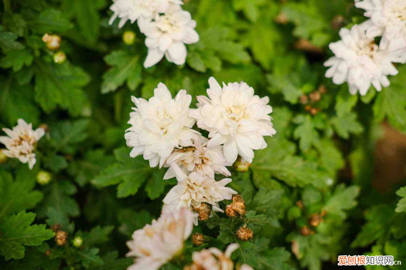 祭拜用什么花多少束，祭拜用什么花？