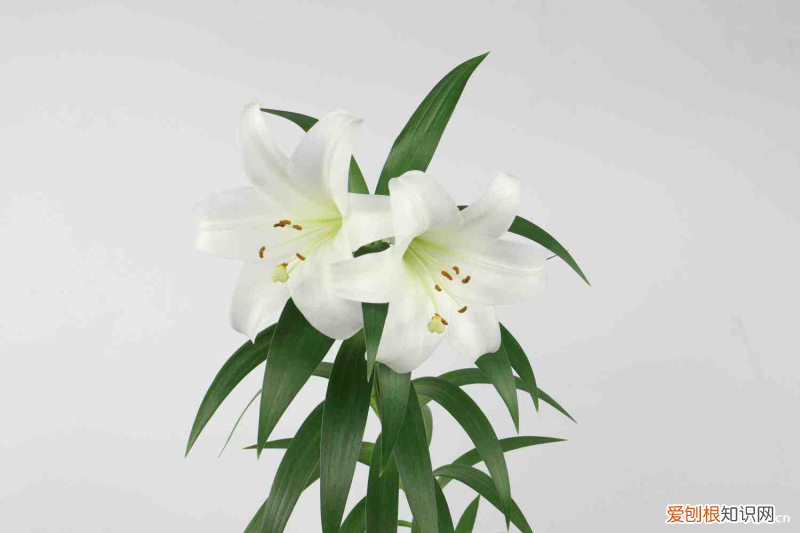 祭拜用什么花多少束，祭拜用什么花？