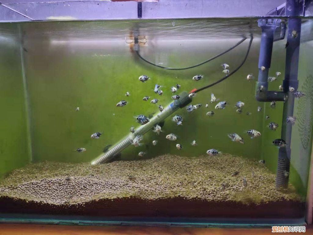 绿水养鱼到底好不好 ，绿水养鱼到底好不好养？