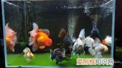 绿水养鱼到底好不好 ，绿水养鱼到底好不好养？