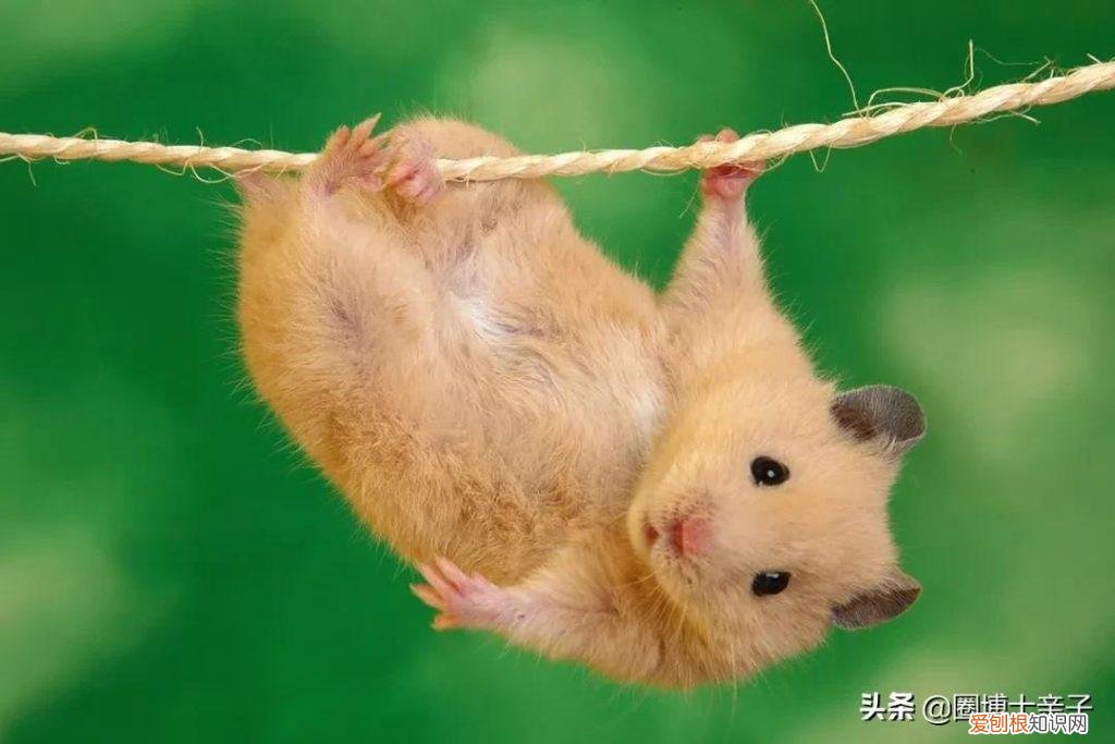 小仓鼠为啥喜欢转轮子 ，仓鼠为什么不玩转轮？