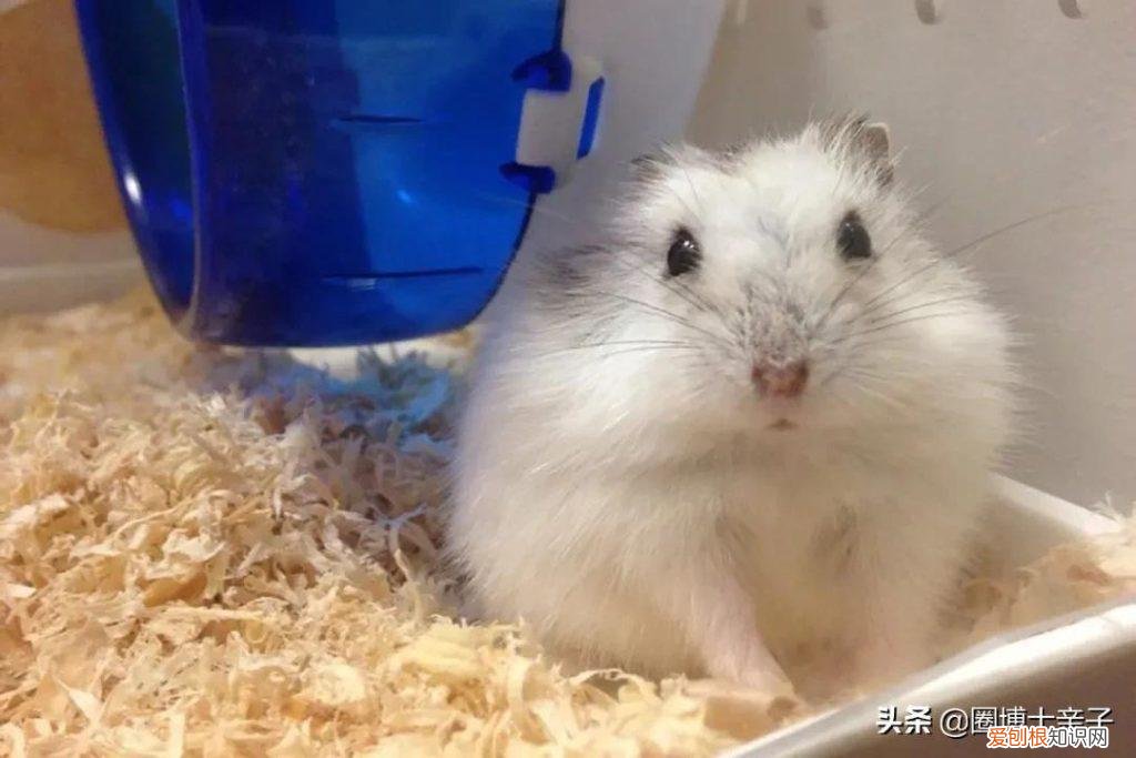小仓鼠为啥喜欢转轮子 ，仓鼠为什么不玩转轮？