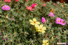 太阳花不开花怎么办小妙招，太阳花不开花？