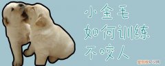 小金毛如何训练不咬人，金毛不听话怎么训练