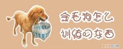 金毛狗怎么训练叼东西，怎么训金毛拿东西