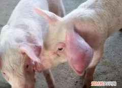 猪耳朵肿胀什么病 ，猪耳朵鼓起来是什么病？