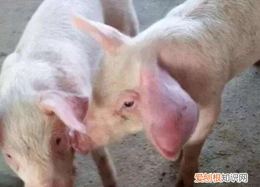 猪耳朵肿胀什么病 ，猪耳朵鼓起来是什么病？