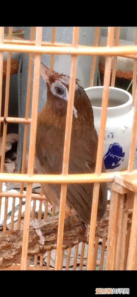 如何分辨画眉鸟的好与坏 ，画眉鸟性稳怎么看？