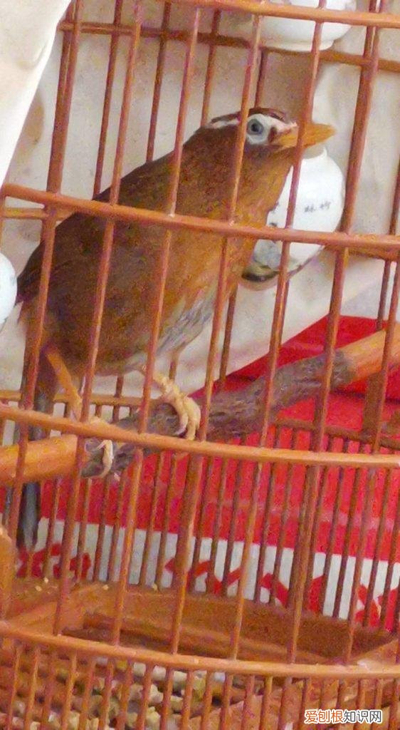 如何分辨画眉鸟的好与坏 ，画眉鸟性稳怎么看？