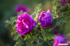 完全花包括，完全花有哪些花？