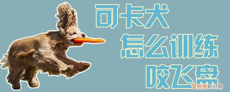 可卡犬怎么训练咬飞盘，如何训练狗狗咬飞盘