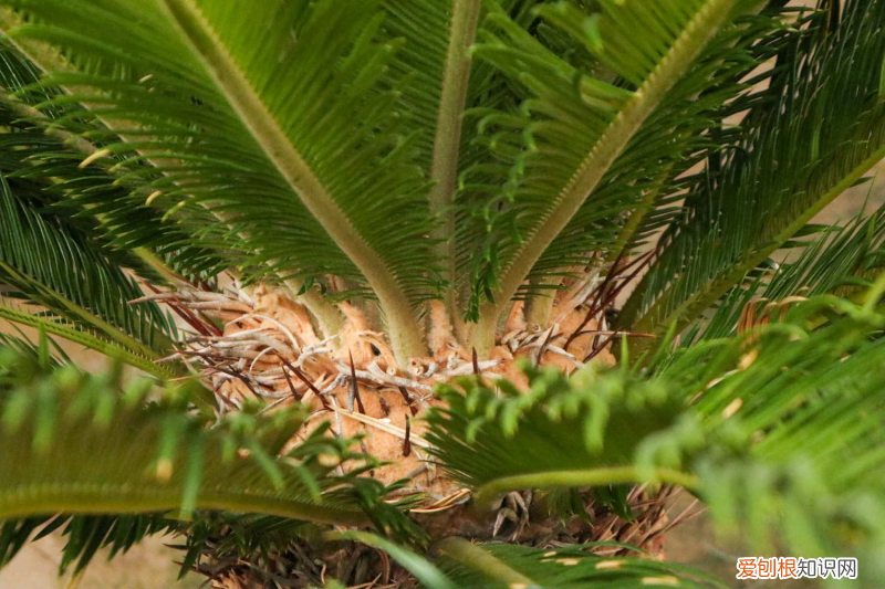 铁树开花会结果吗,铁树会开花吗是什么意思?