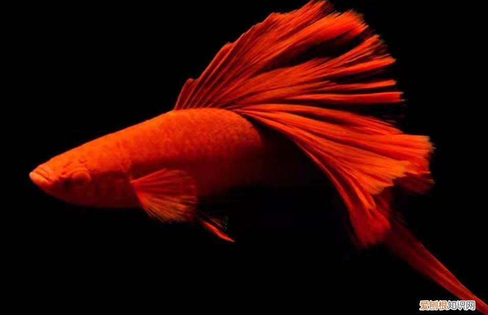 红箭鱼吧 百度贴吧 ，看看红箭鱼什么样的？