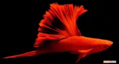 红箭鱼吧 百度贴吧 ，看看红箭鱼什么样的？