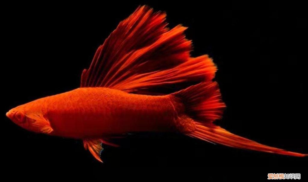 红箭鱼吧 百度贴吧 ，看看红箭鱼什么样的？