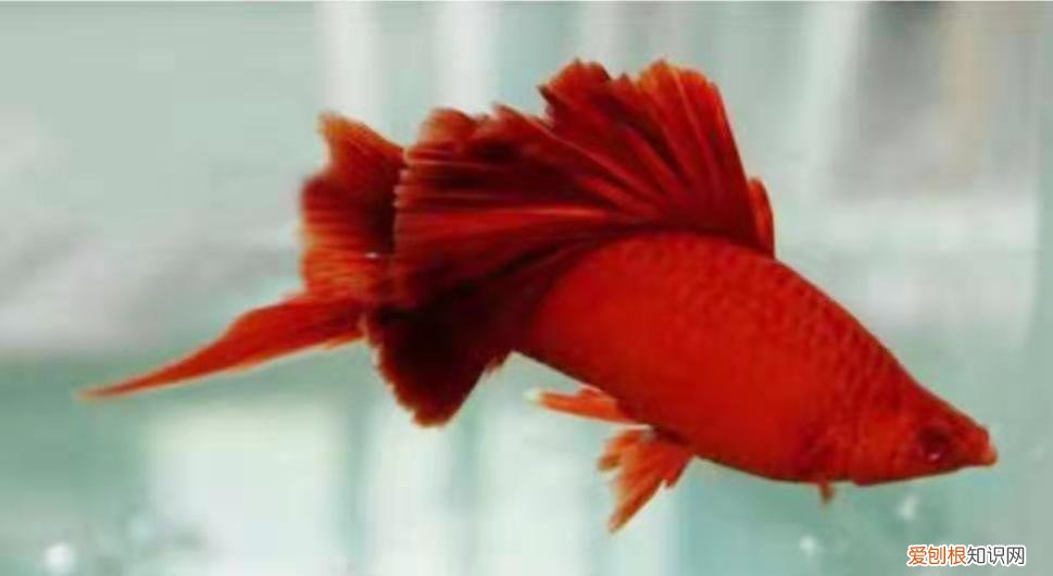 红箭鱼吧 百度贴吧 ，看看红箭鱼什么样的？