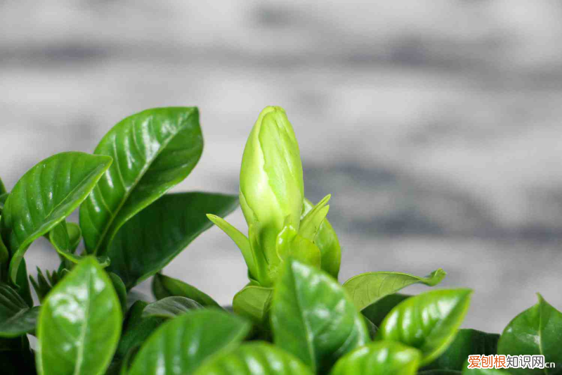 栀子花怎么晒干泡茶好呢图片，栀子花怎么晒干泡茶？