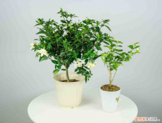 栀子花怎么晒干泡茶好呢图片，栀子花怎么晒干泡茶？