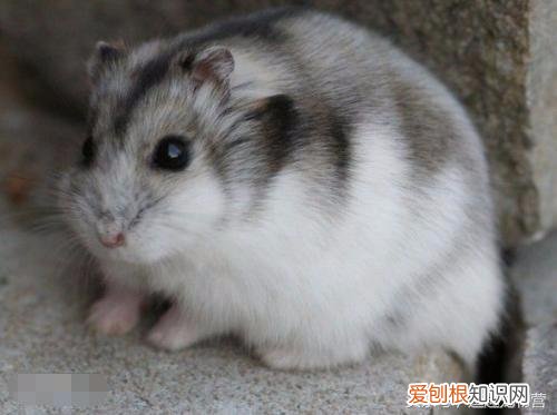 一线仓鼠脾气暴躁 ，一线仓鼠性格？