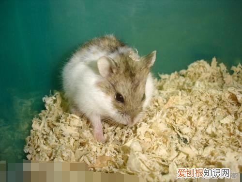 一线仓鼠脾气暴躁 ，一线仓鼠性格？