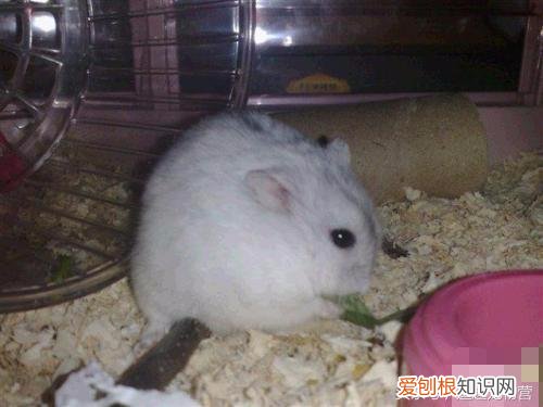 一线仓鼠脾气暴躁 ，一线仓鼠性格？