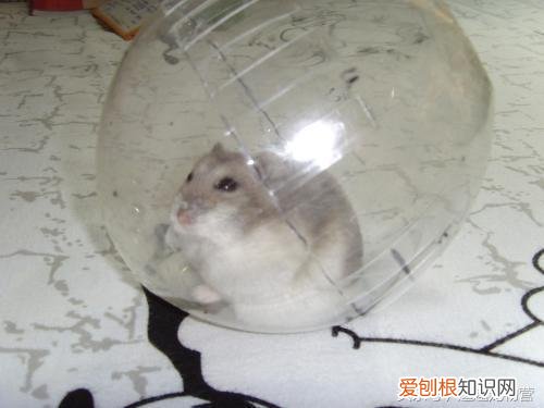 一线仓鼠脾气暴躁 ，一线仓鼠性格？