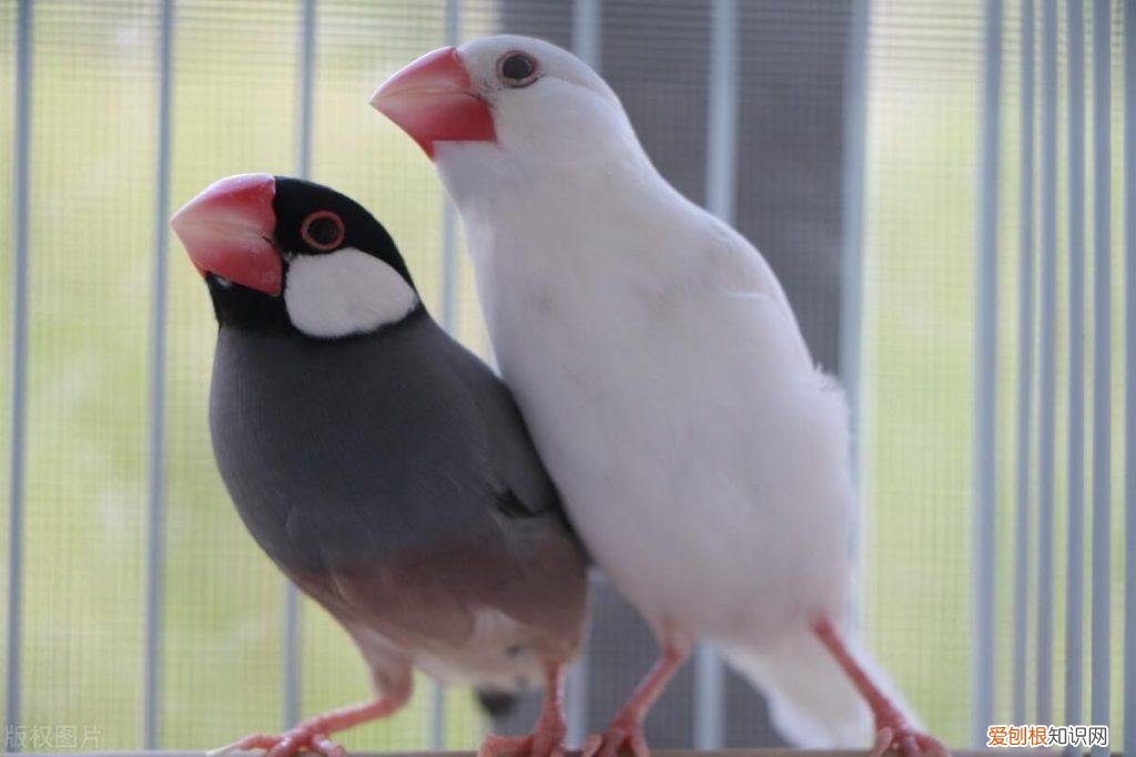 怎样饲养文鸟 ，新手养文鸟入门知识？