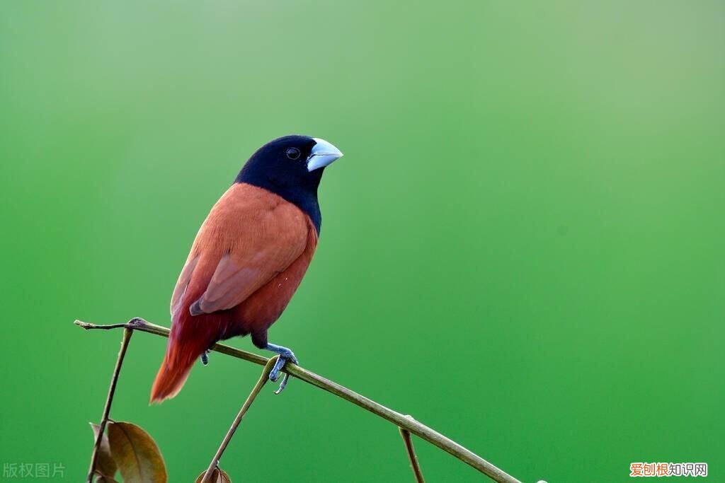 怎样饲养文鸟 ，新手养文鸟入门知识？