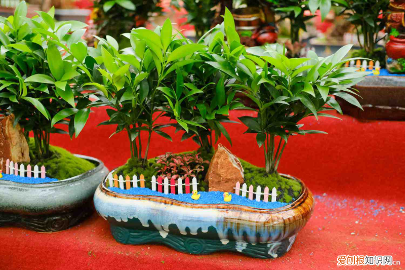 客厅最旺三种绿植 兴旺，为什么家里不养竹柏？