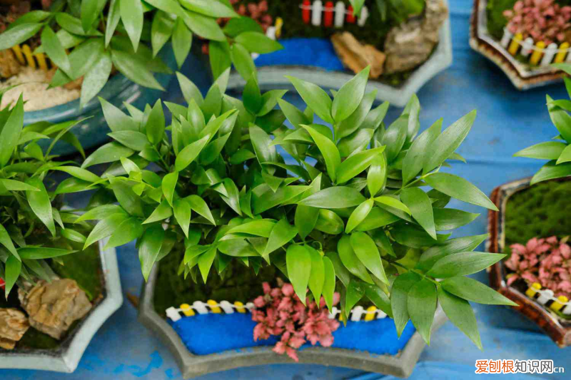 客厅最旺三种绿植 兴旺，为什么家里不养竹柏？