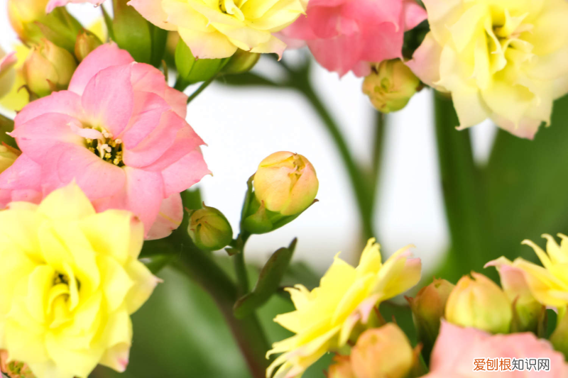 必买长寿花品种，必买长寿花品种？