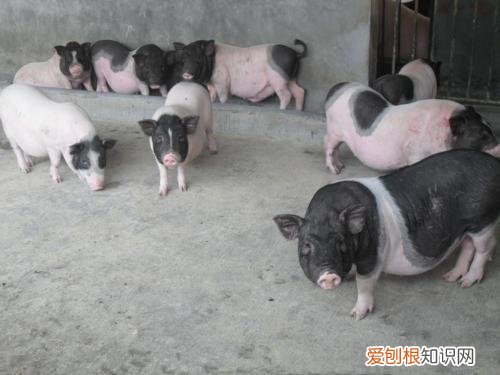 巴马香猪不吃东西怎么办 ，小香猪和巴马香猪有什么区别？