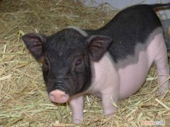 巴马香猪不吃东西怎么办 ，小香猪和巴马香猪有什么区别？