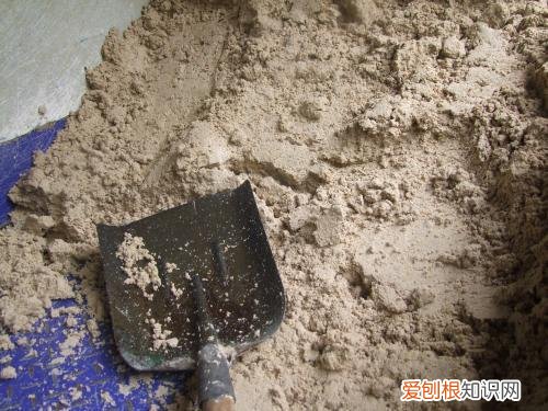 巴马香猪不吃东西怎么办 ，小香猪和巴马香猪有什么区别？