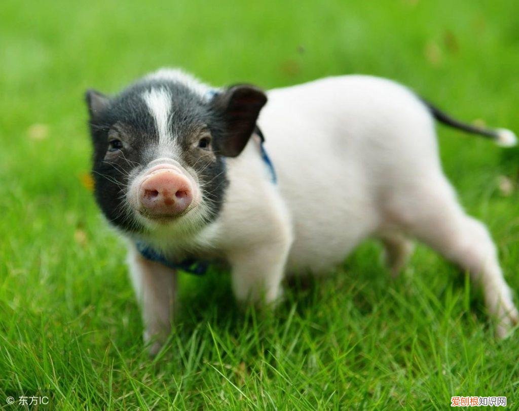 巴马香猪不吃东西怎么办 ，小香猪和巴马香猪有什么区别？