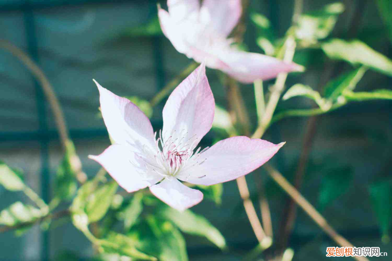 金线莲有几种图片,必买铁线莲三类勤花?
