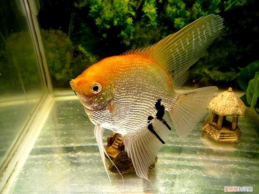 神仙鱼如何养好看 ，神仙鱼如何养殖方法？