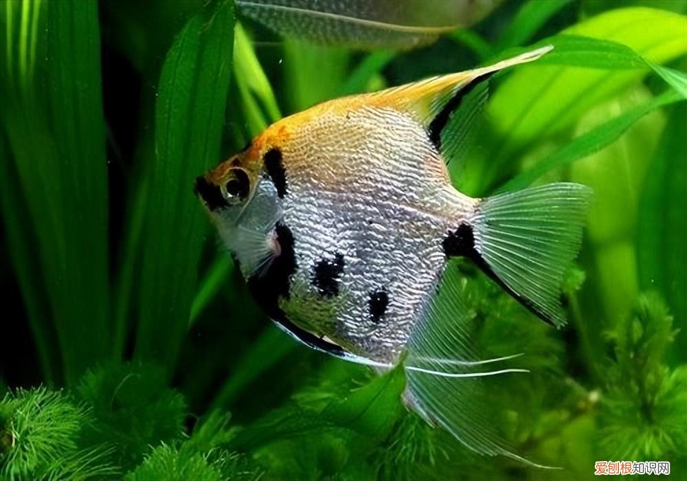 神仙鱼如何养好看 ，神仙鱼如何养殖方法？