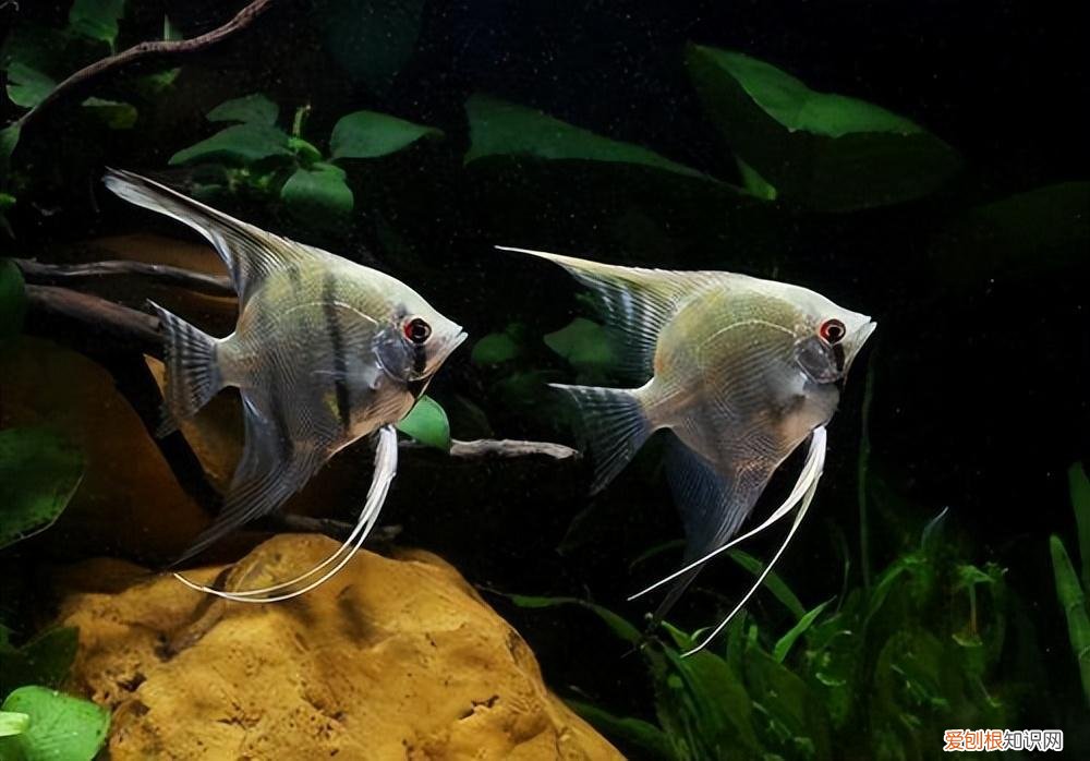 神仙鱼如何养好看 ，神仙鱼如何养殖方法？