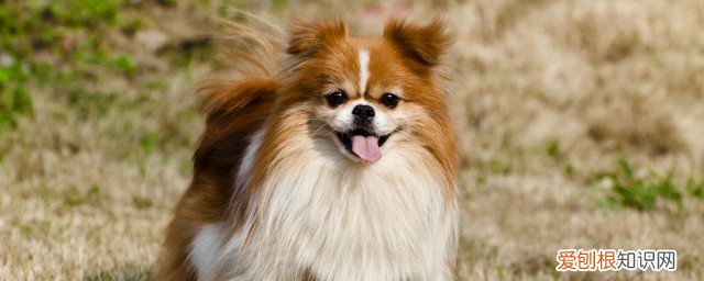 狗和鸟能一起养吗，狗和鸟能一起养吗