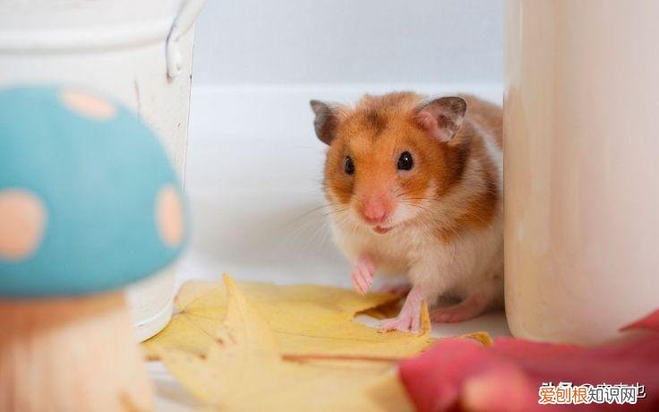 仓鼠爬笼子是什么原因?爬笼子会累吗 ，仓鼠爬笼子是什么原因?爬笼子会累吗视频？