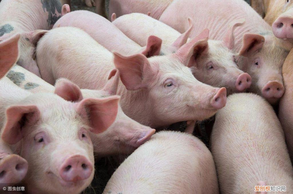 猪打预防针过敏怎么办 ，猪仔疫苗过敏用什么解药？