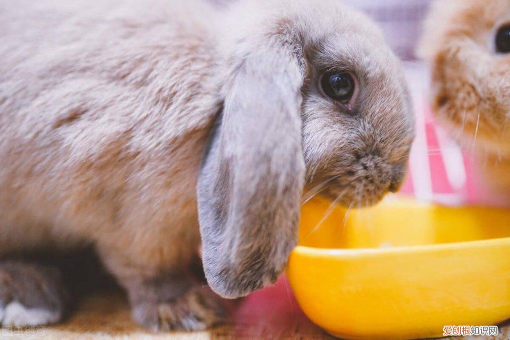 兔子眼睛睁不开了,红肿怎么回事 ，兔子眼睛有点睁不开？