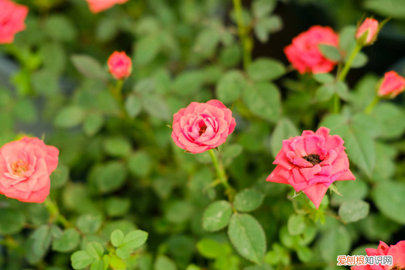 古代花名雅称诗句有哪些，古代花名雅称？