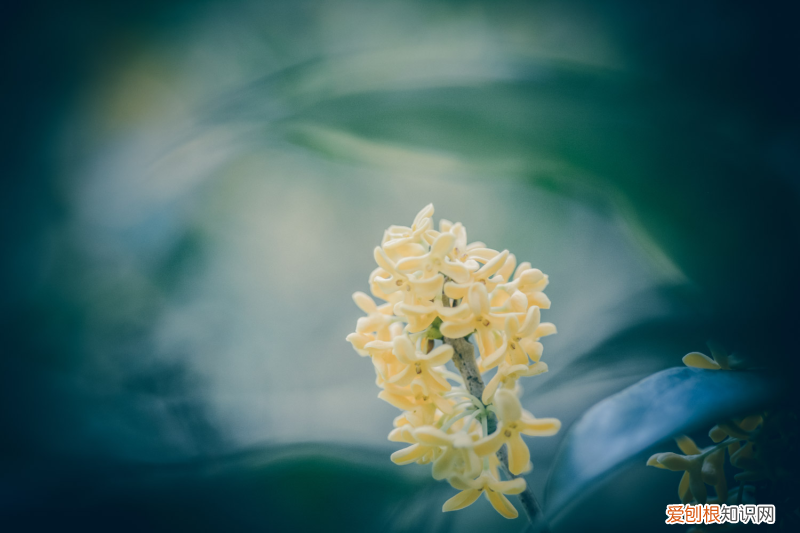 古代花名雅称诗句有哪些，古代花名雅称？