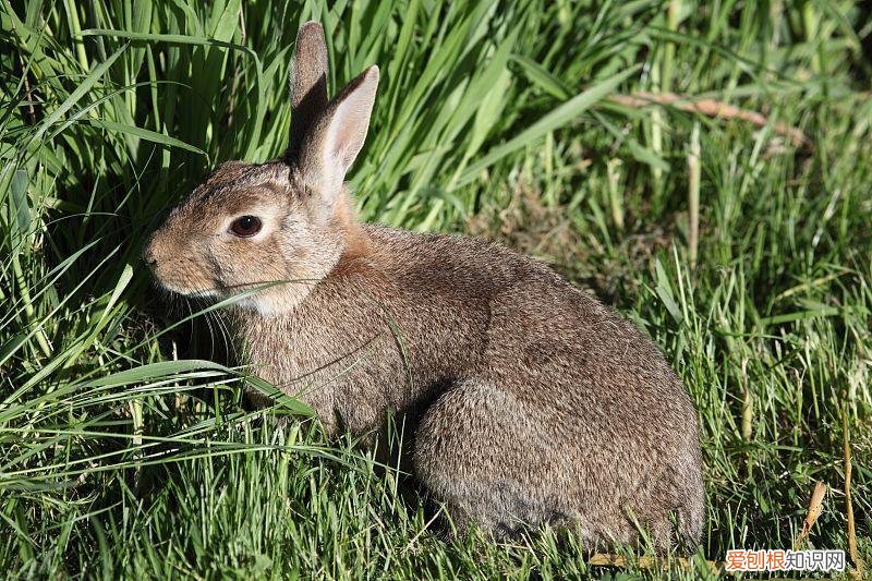 兔子场地消毒用什么药 ，兔子养殖场怎么消毒？