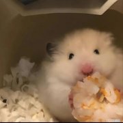 仓鼠生了小崽子该怎么处理它 ，仓鼠生了崽崽怎么办？