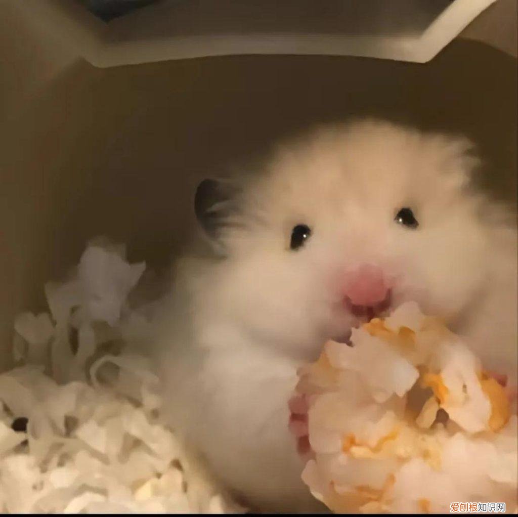 仓鼠生了小崽子该怎么处理它 ，仓鼠生了崽崽怎么办？