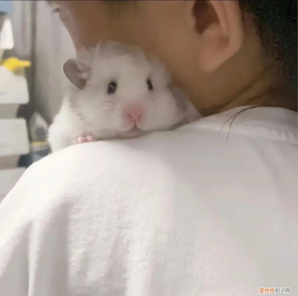 仓鼠生了小崽子该怎么处理它 ，仓鼠生了崽崽怎么办？